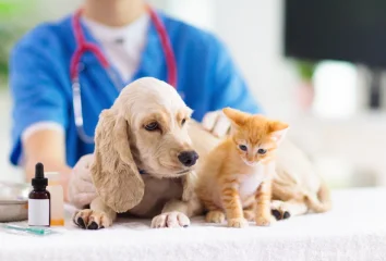 Вакцинация собак и кошек отечественными вакцинами