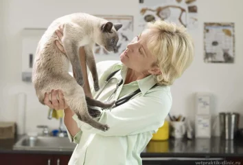 Прием зоопсихолога кошек по методике Friendly Cat