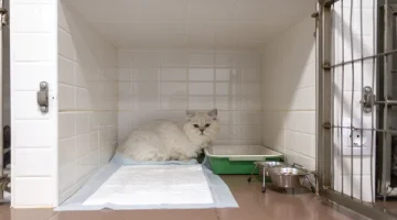 Ветеринарная клиника Ветпрактик на Большой Садовой улице изображение 4